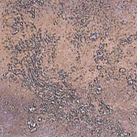 Saicis Saicis Pan Di Stelle 6 X 6 Noce Sapdsno66