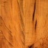Mannington Exotic Collection Honey Spalted Maple L