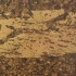 Apc Cork The Olympians Bellona Cork Flooring