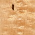 Hawa  Solid Maple Plank Maple Natural Economy Hardwood Flooring