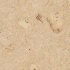 Apc Cork Cremes Odysseus Creme Cork Flooring